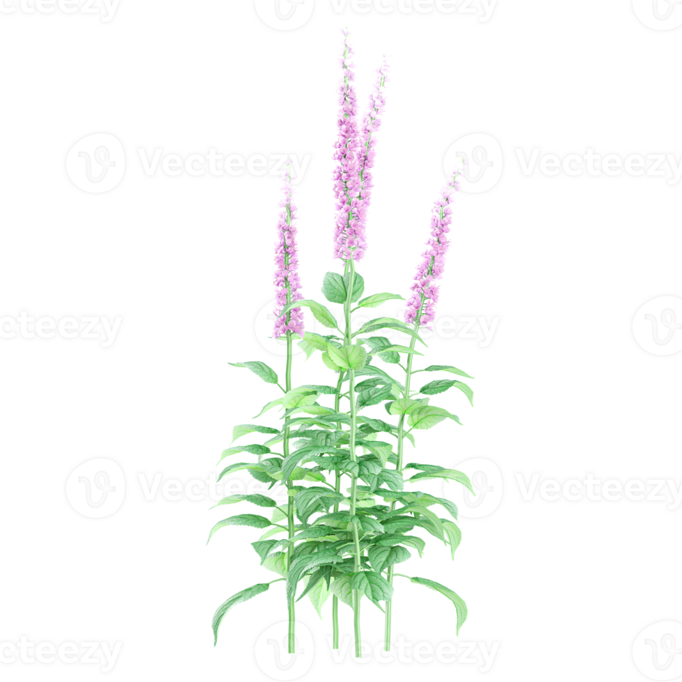 3d illustration of Chinese astilbe plant isolated on transparent canvas png