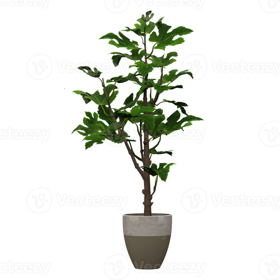 3d illustration of Fig plant in pot isolated on transparent canvas png
