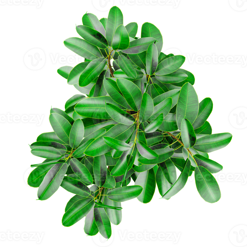 collection of Rubber fig tree isolated on transparent Canvas from the top view png
