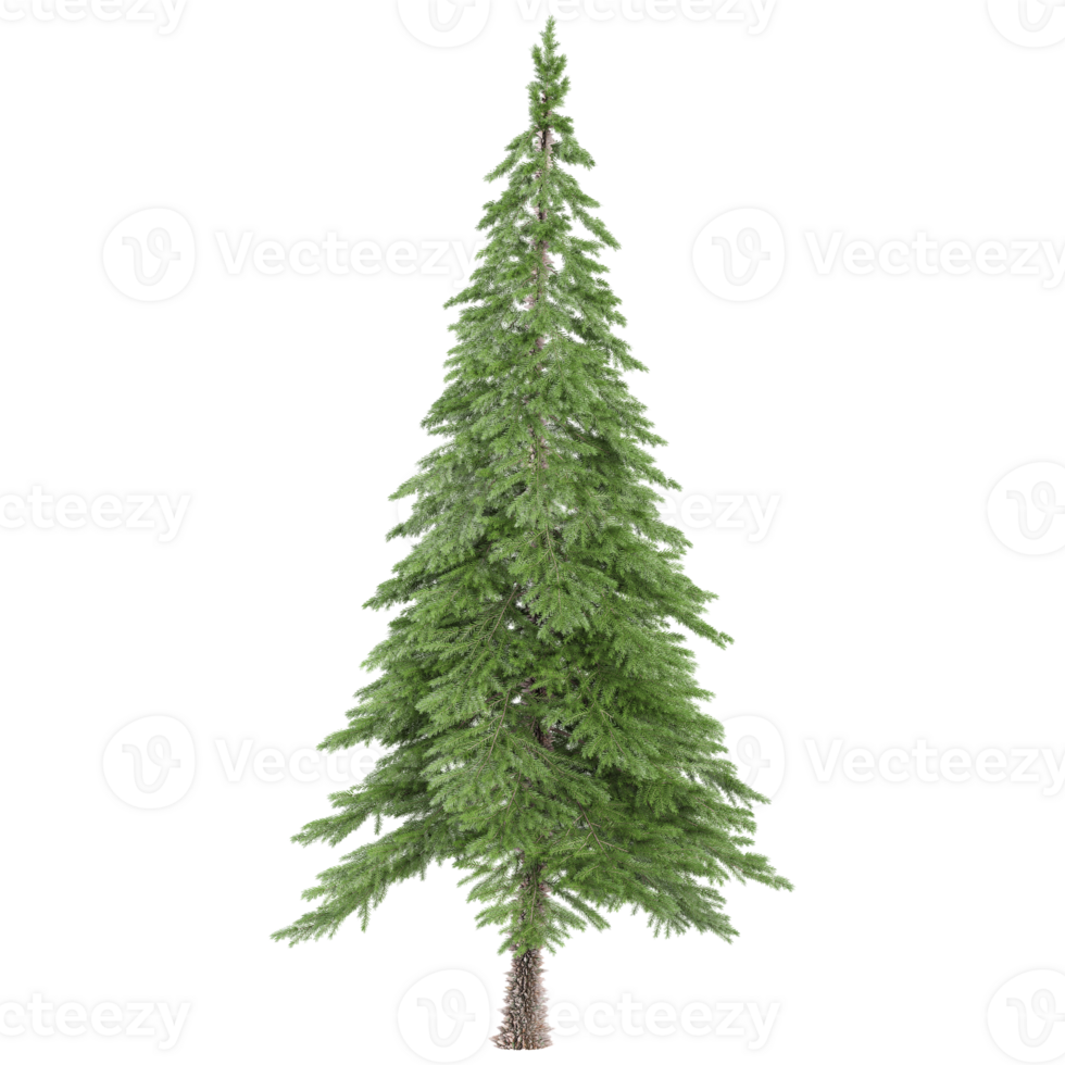 3d illustration of Spruce tree isolated on transparent canvas png