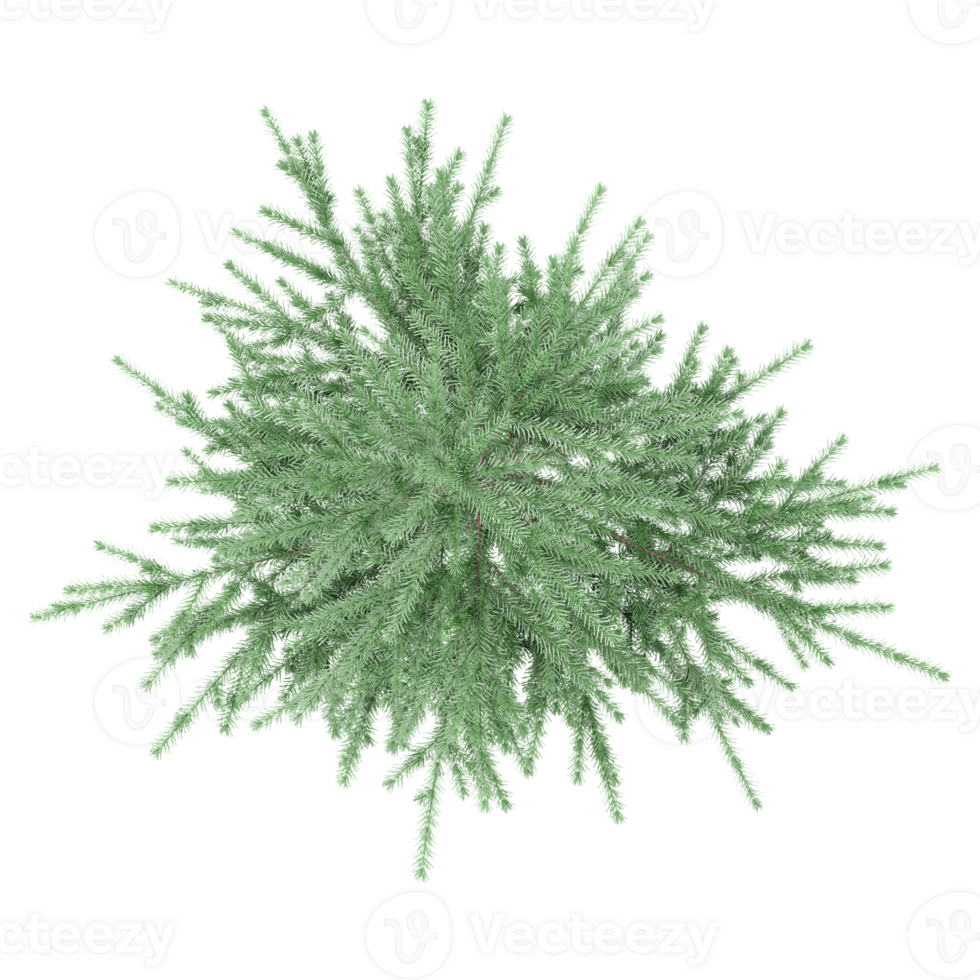 3d illustration of Balsam fir isolated on transparent canvas from top view png
