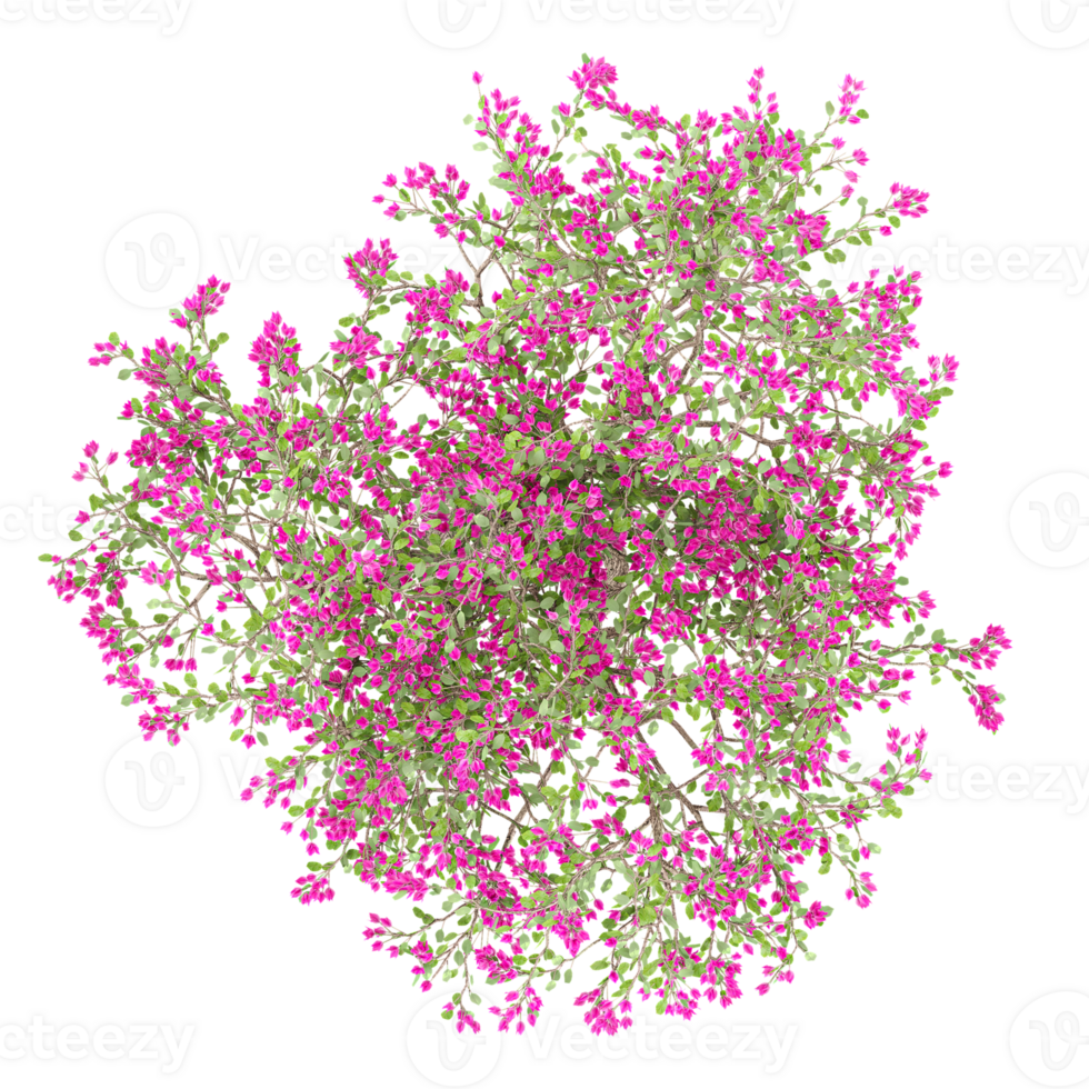Green beautiful Bougainvillea tree isolated on Canvas from top view png