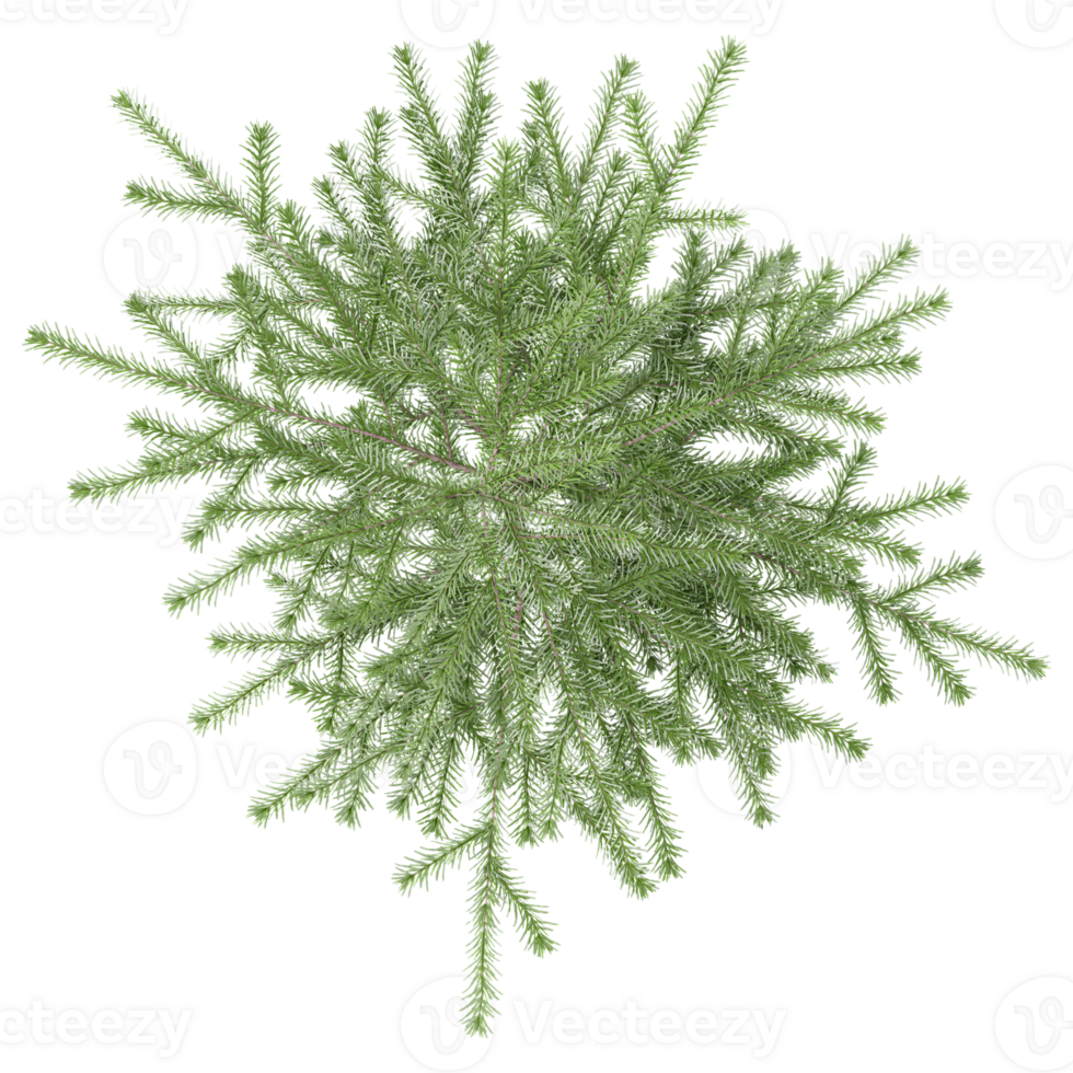 3d illustration of Fir tree isolated on transparent canvas from top view png