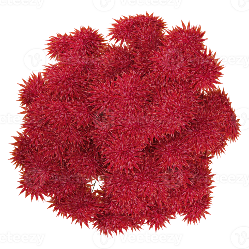 3d illustration of Japanese Maple tree isolated on transparent canvas from top view png