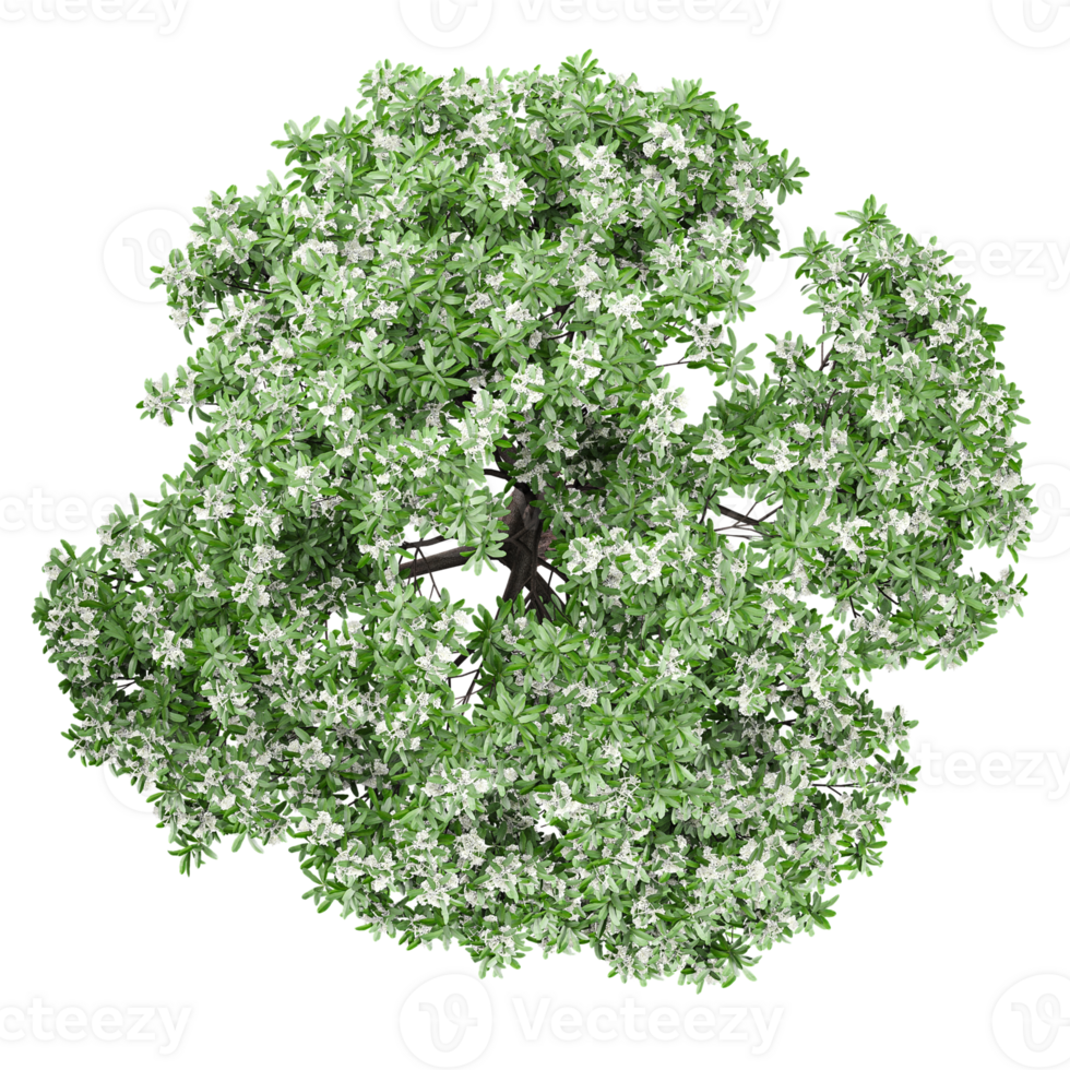 3d illustration of Chionanthus retusus Plant isolated on transparent canvas from top view png