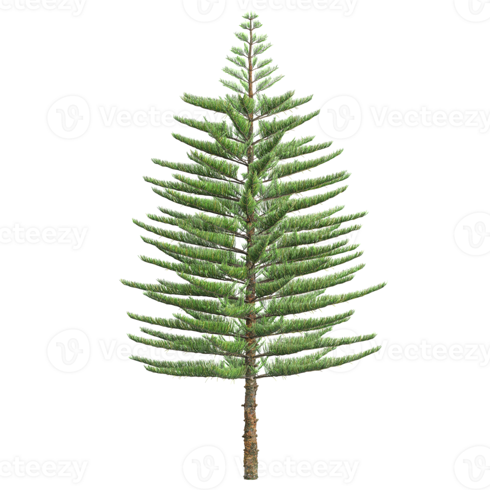 collection of Fir tree with realistic style png