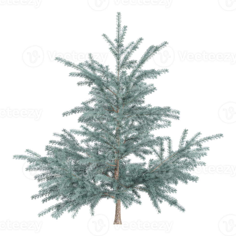 collection of White fir tree isolated on transparent Canvas png