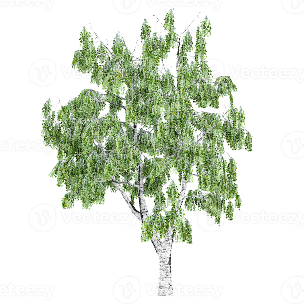 3d illustration of Betula tree isolated on transparent canvas png