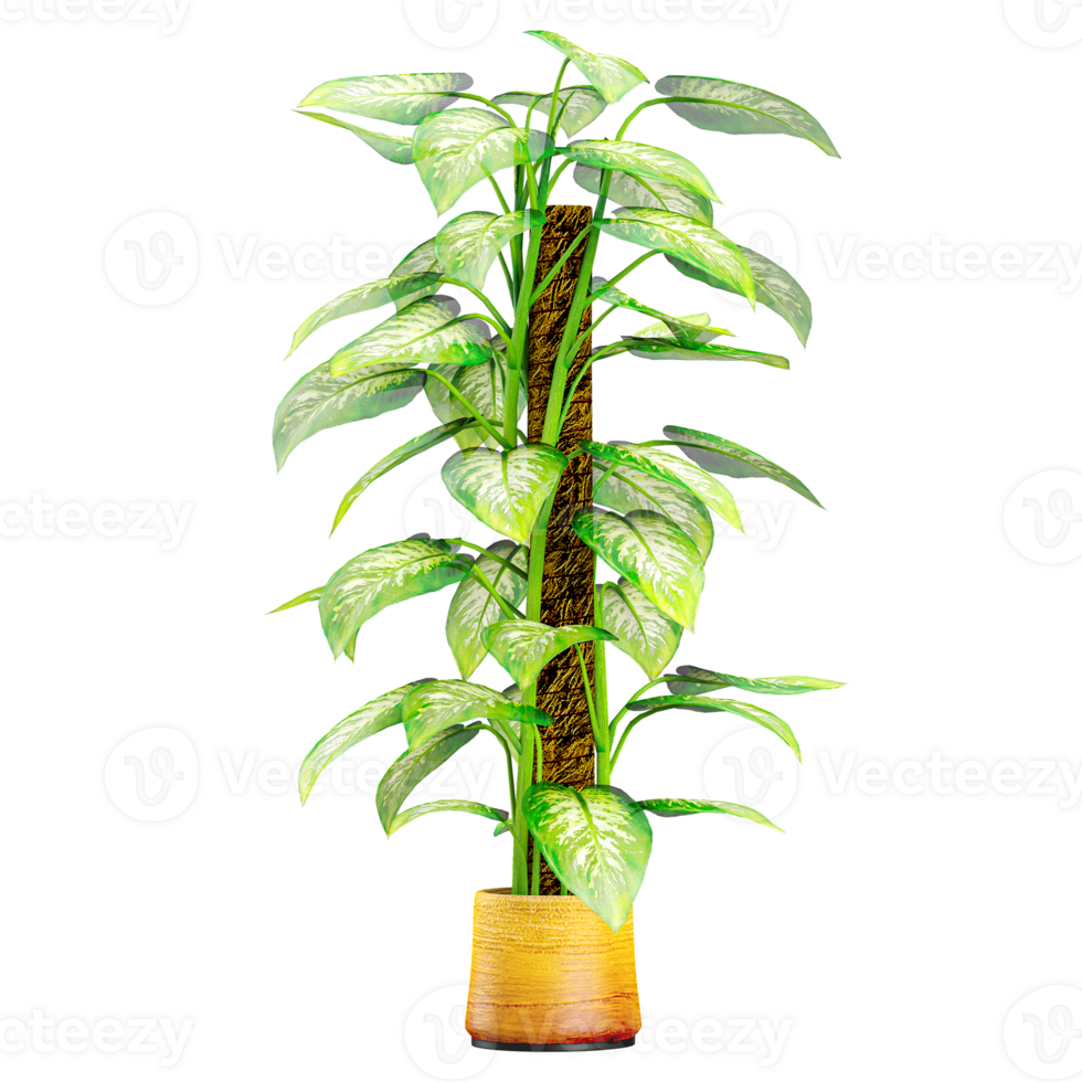 3d illustration of Dieffenbachia seguine plant in pot isolated on transparent canvas png