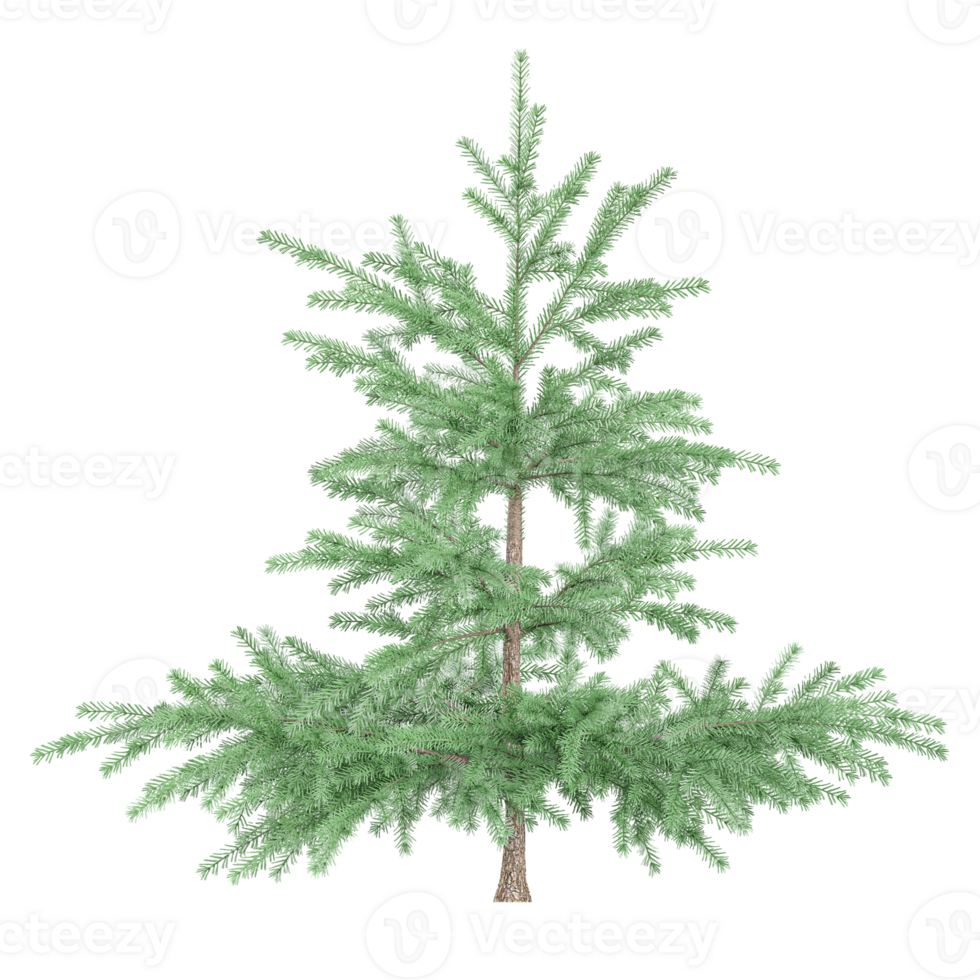 3d illustration of Balsam fir isolated on transparent canvas png