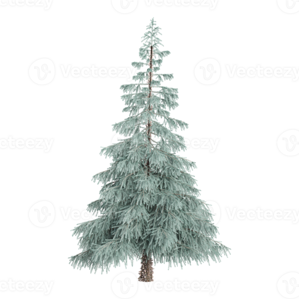 Isolated White fir tree on transparent canvas png