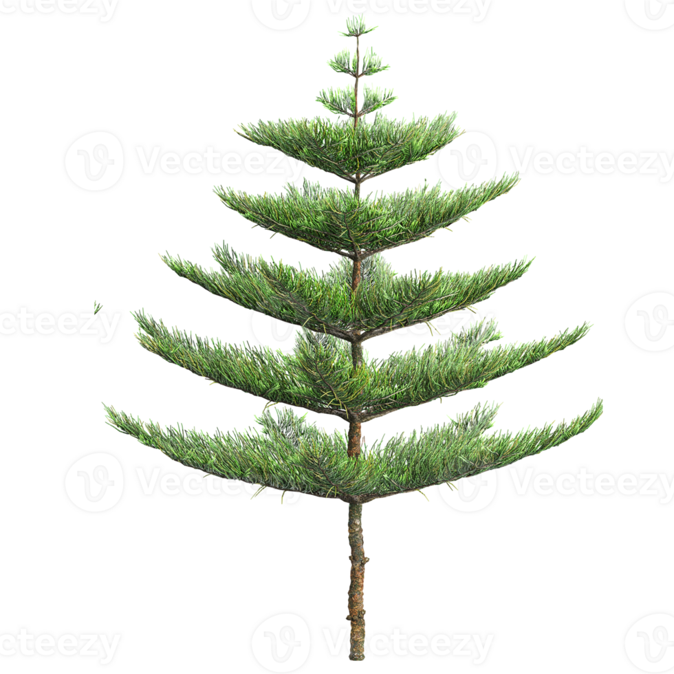 Isolated Fir tree on transparent canvas png