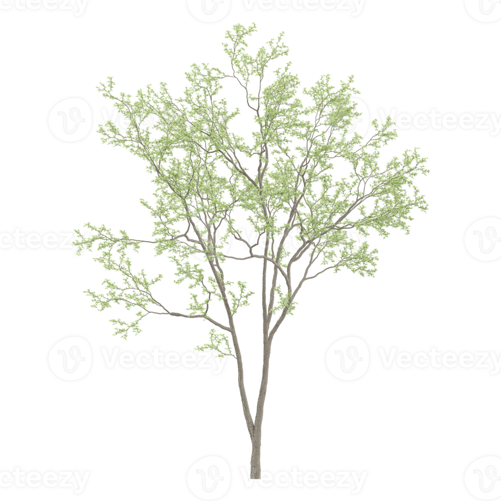 collection of Eucalyptus tree with realistic style png