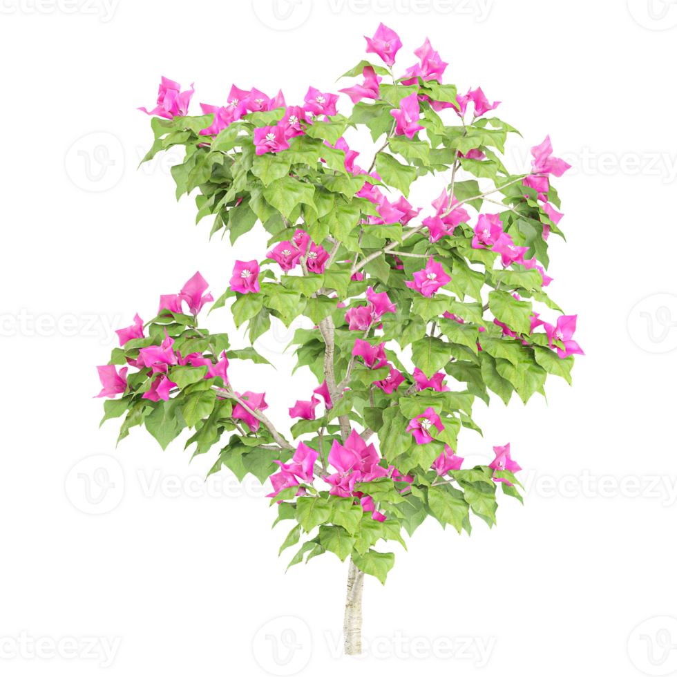 3d illustration of Bougainvillea tree isolated on transparent canvas png