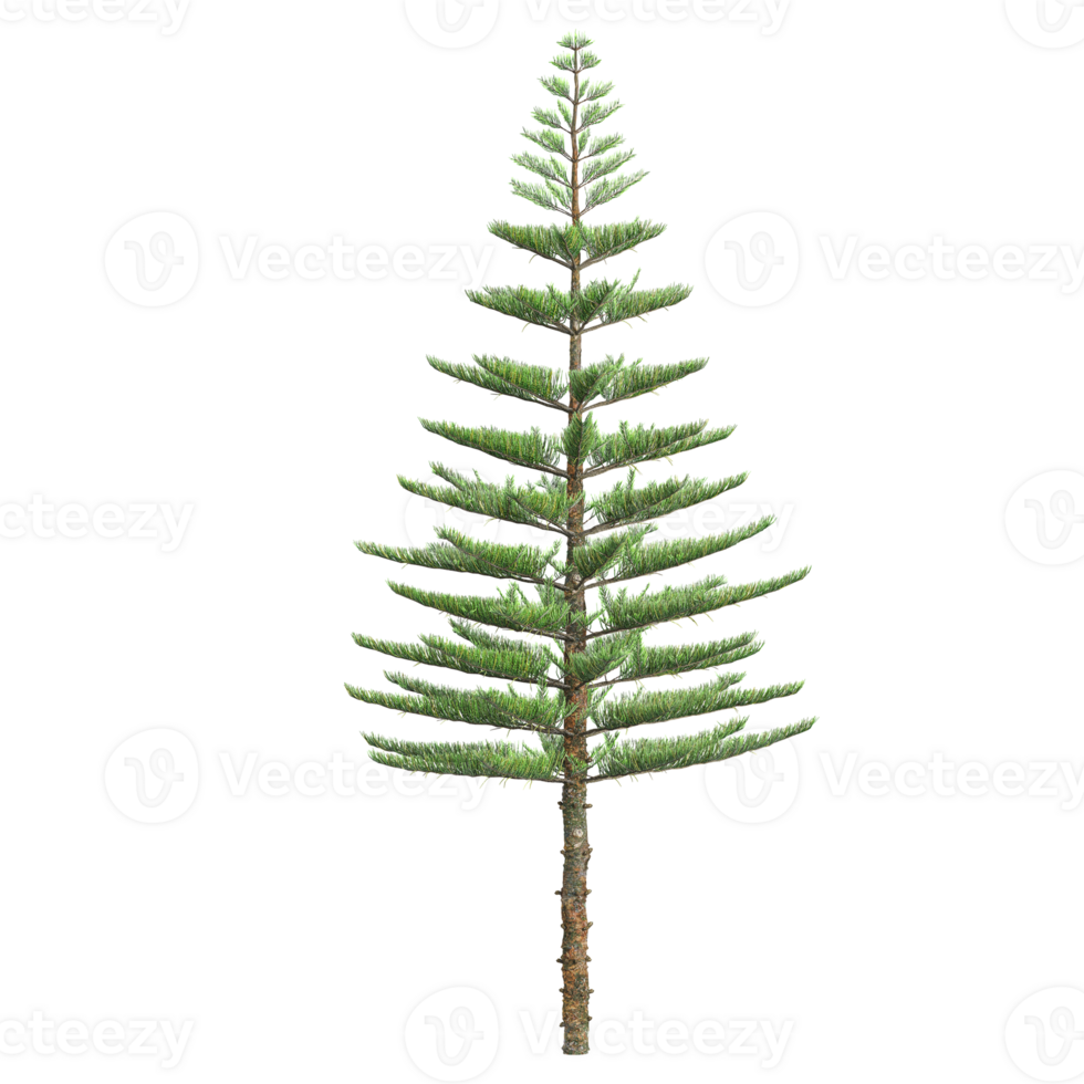 3d illustration of Fir tree isolated on transparent canvas png
