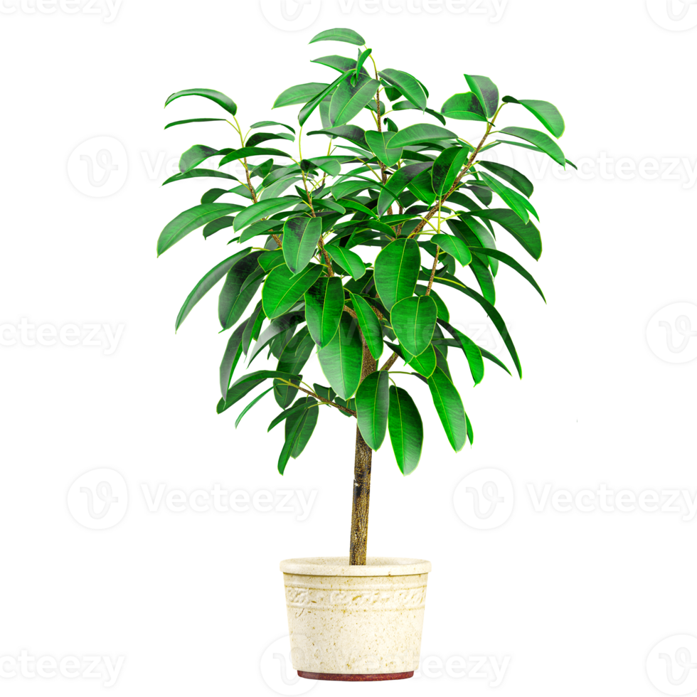 collection of Rubber fig tree isolated on transparent Canvas png