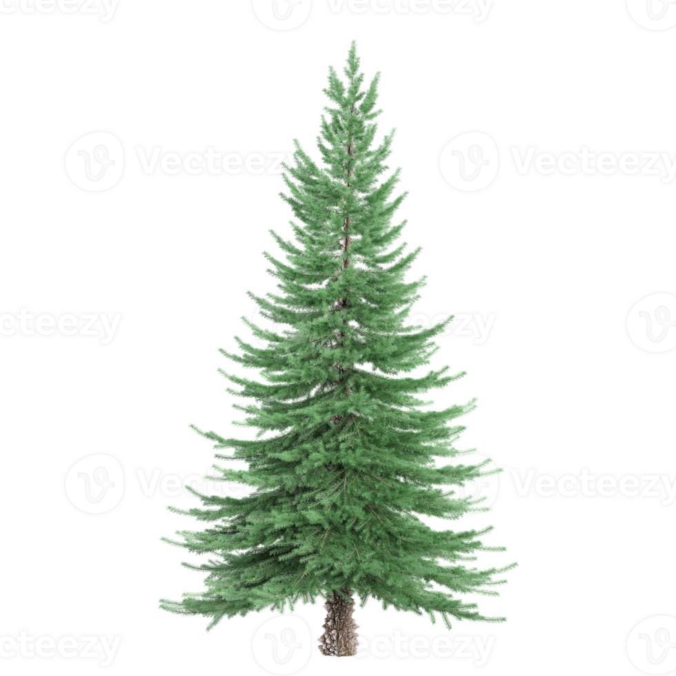 collection of Spruce tree with realistic style png