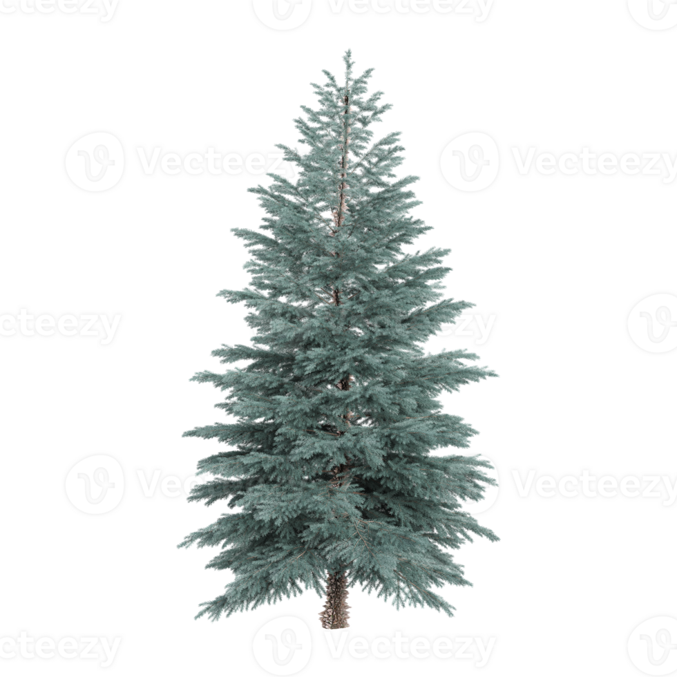 3d illustration of White fir tree isolated on transparent canvas png