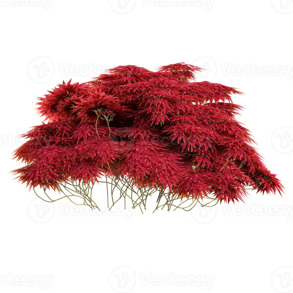 3d illustration of Japanese Maple tree isolated on transparent canvas png