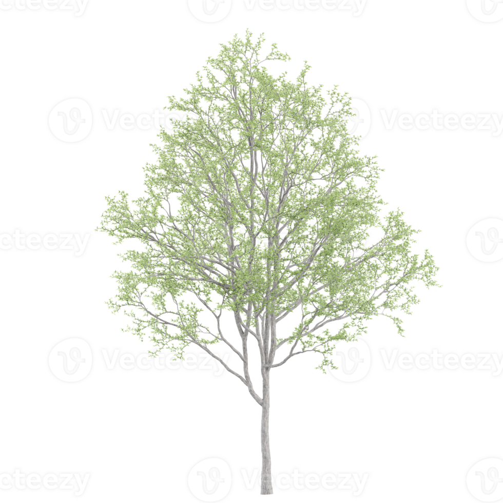 3d illustration of Eucalyptus tree isolated on transparent canvas png