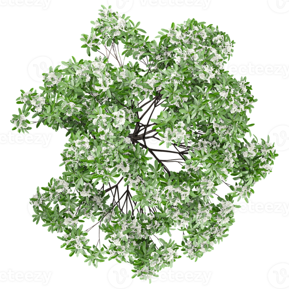 3d Rendering Of Chionanthus retusus Plant on Transparent Canvas from the top view png