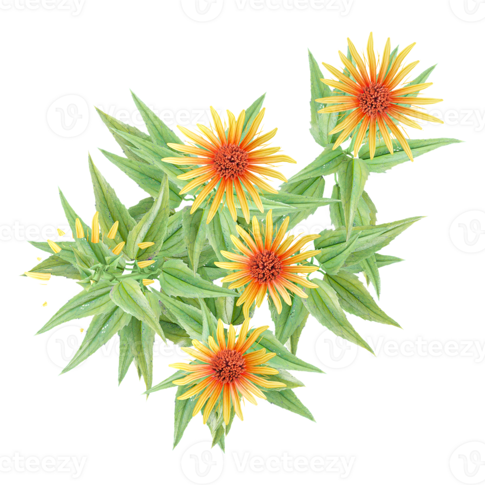 3d rendering of Echinacea Fountain plant isolated on transparent Canvas from the top view png