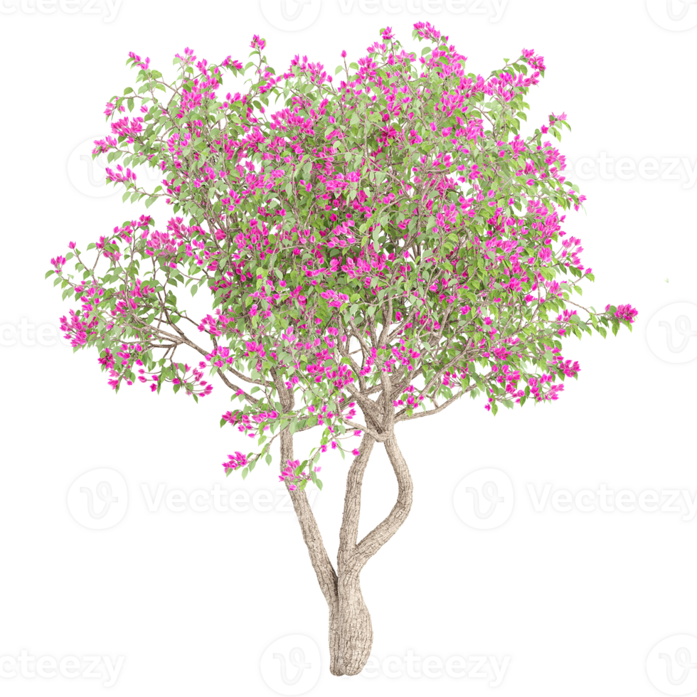 Green beautiful Bougainvillea tree isolated on Canvas png