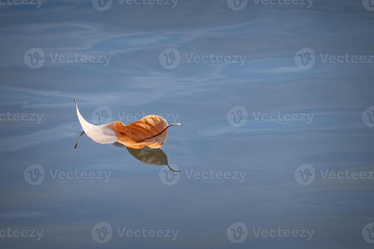 Leaf Falls and Floats on the surface of a Stream photo