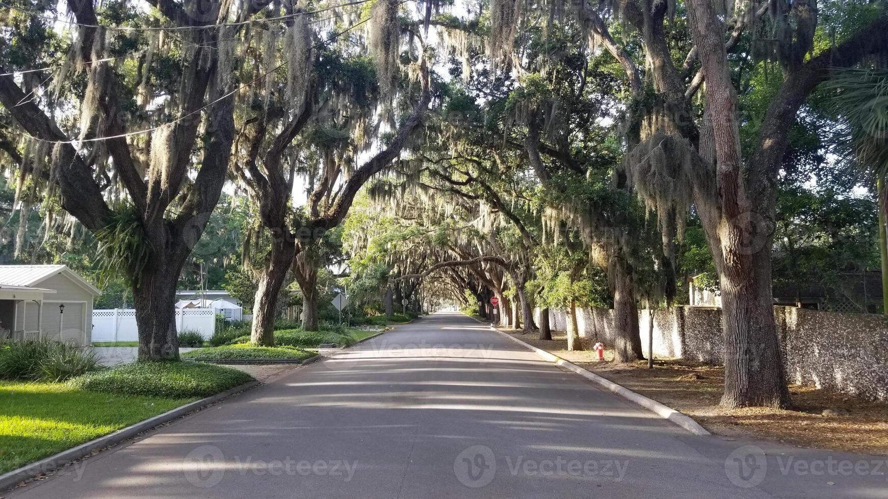 A street lined with trees and spanish moss photo