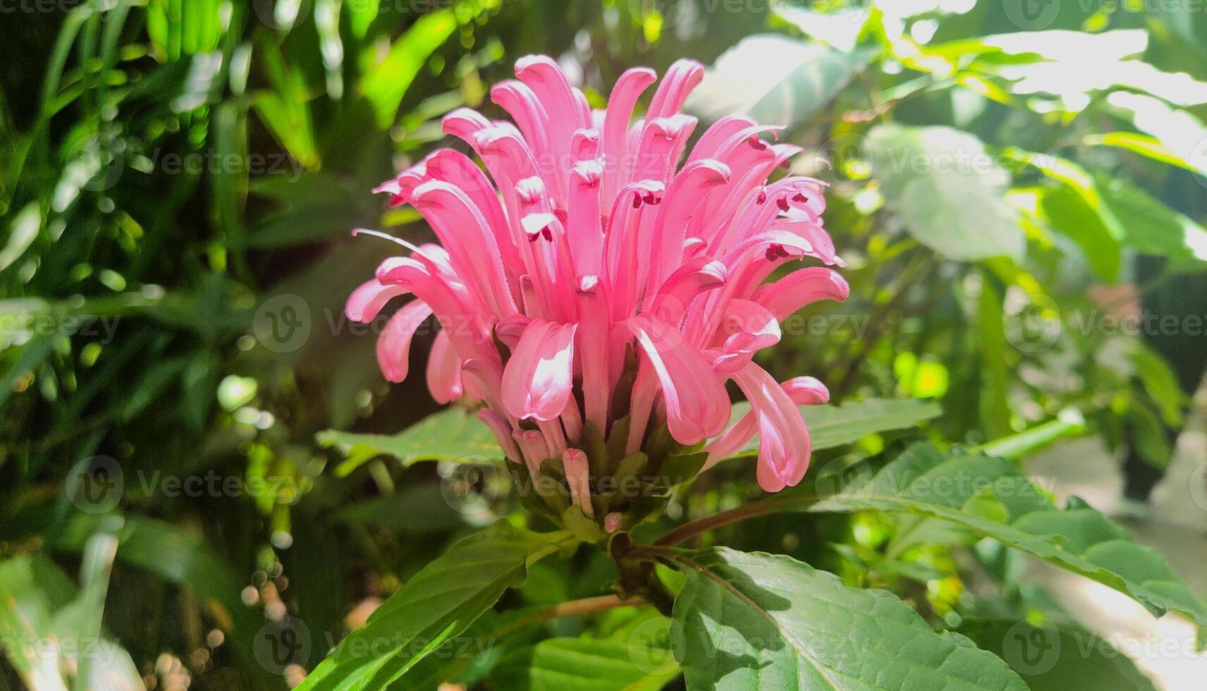 A pink flower with long petals in the sun photo