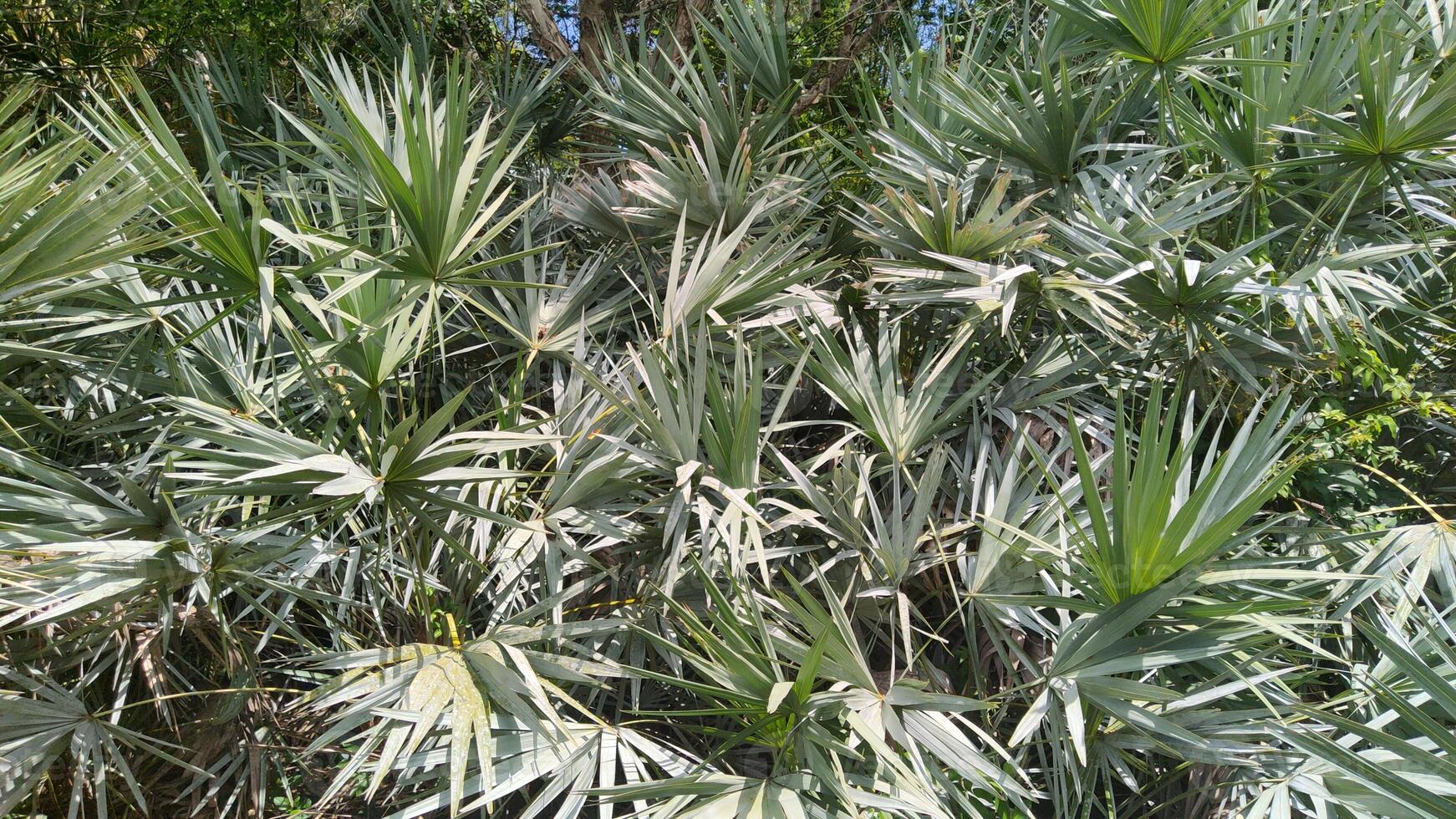 A large palm tree with many leaves photo