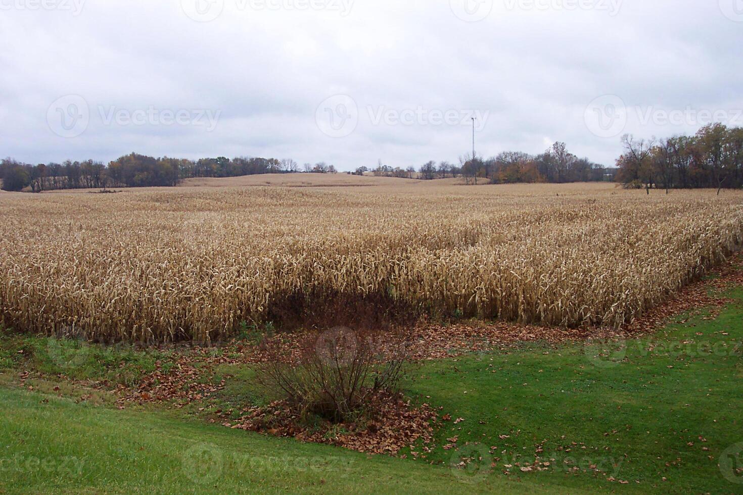 A large field of corn photo