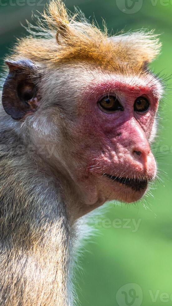 A monkey with a red face and a pink nose photo