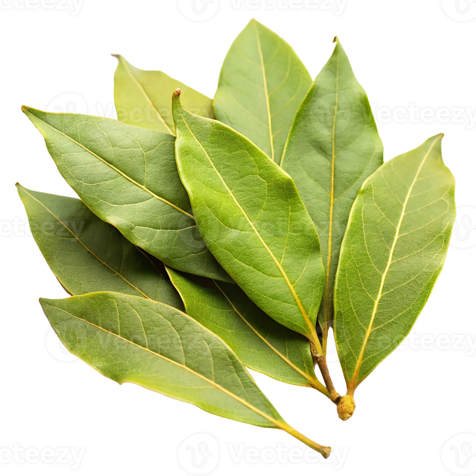Green Bay Leaf, transparent background, isolated image png