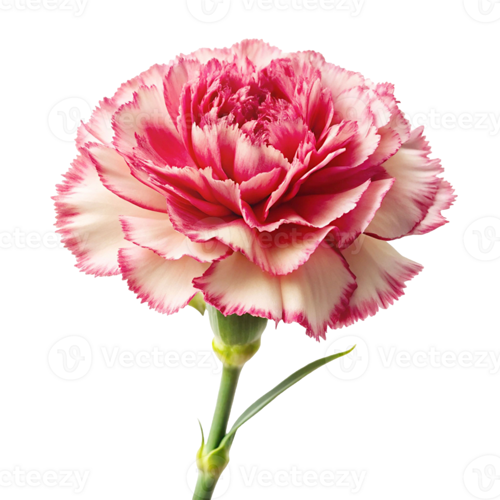 Carnation image isolated on a transparent background png