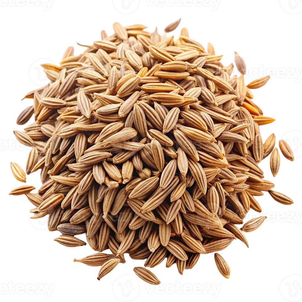 Caraway herb, European herbs, isolated on transparent background png