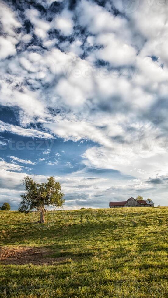 A lone tree stands in a grassy field photo
