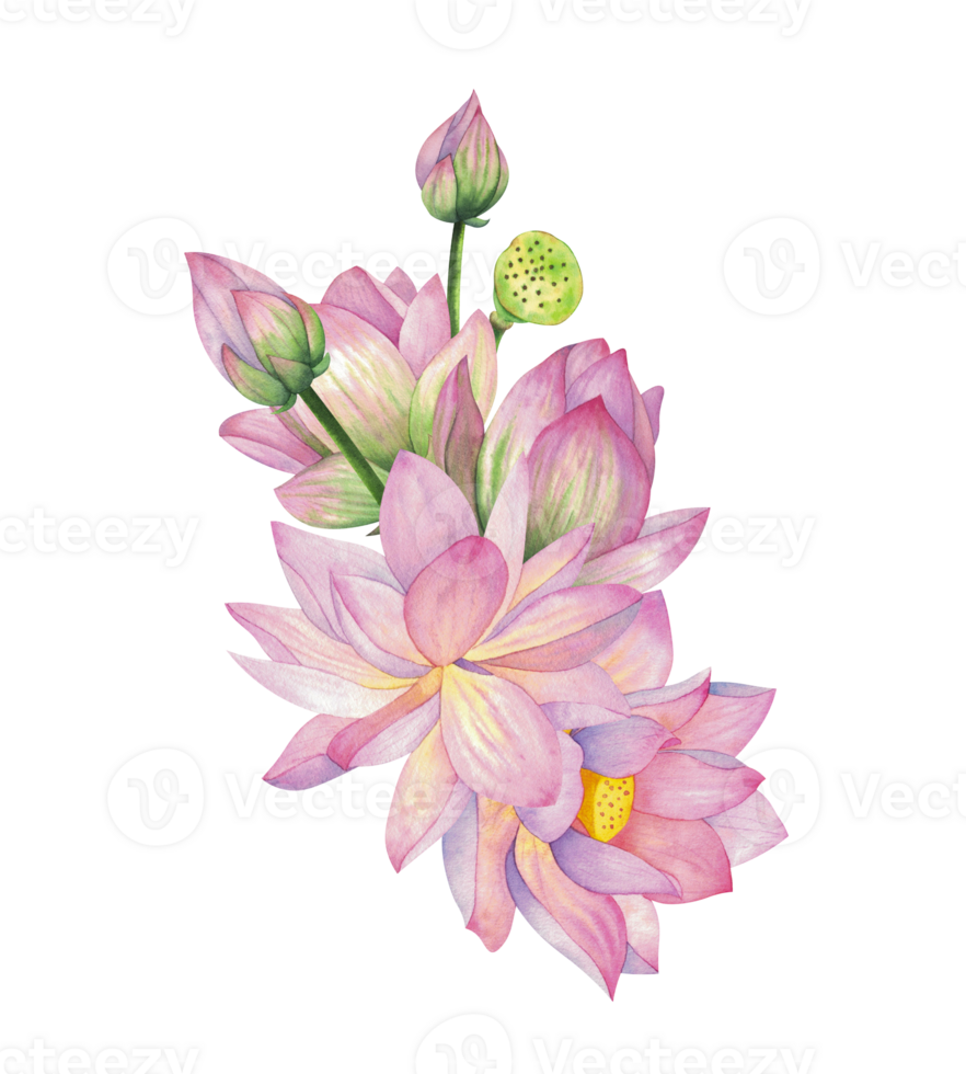 Pink lotus flower with bud and box. Isolated on background Watercolor illustration. Composition For design, decor and printing, souvenirs and postcards, typography png