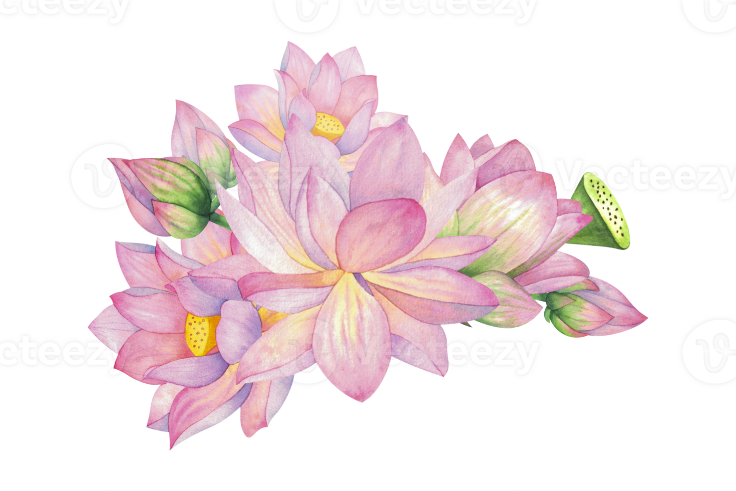 Pink lotuses, buds and flowers. Composition, Isolated on background. Watercolor illustration. Blank For design, decor and printing, typography and textiles png