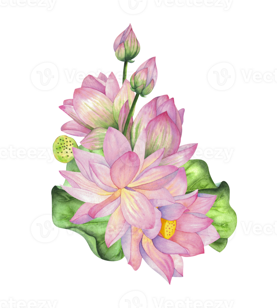 Pink lotus flower with bud, box and green leaf. Isolated on background Watercolor illustration. Composition For design, decor and printing, souvenirs and packaging, typography png