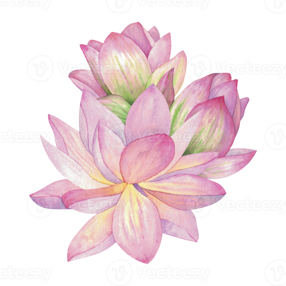 Pink lotus flowers. Isolated on background Watercolor illustration. Oriental Composition For design, decor and printing, souvenirs and logo, typography png