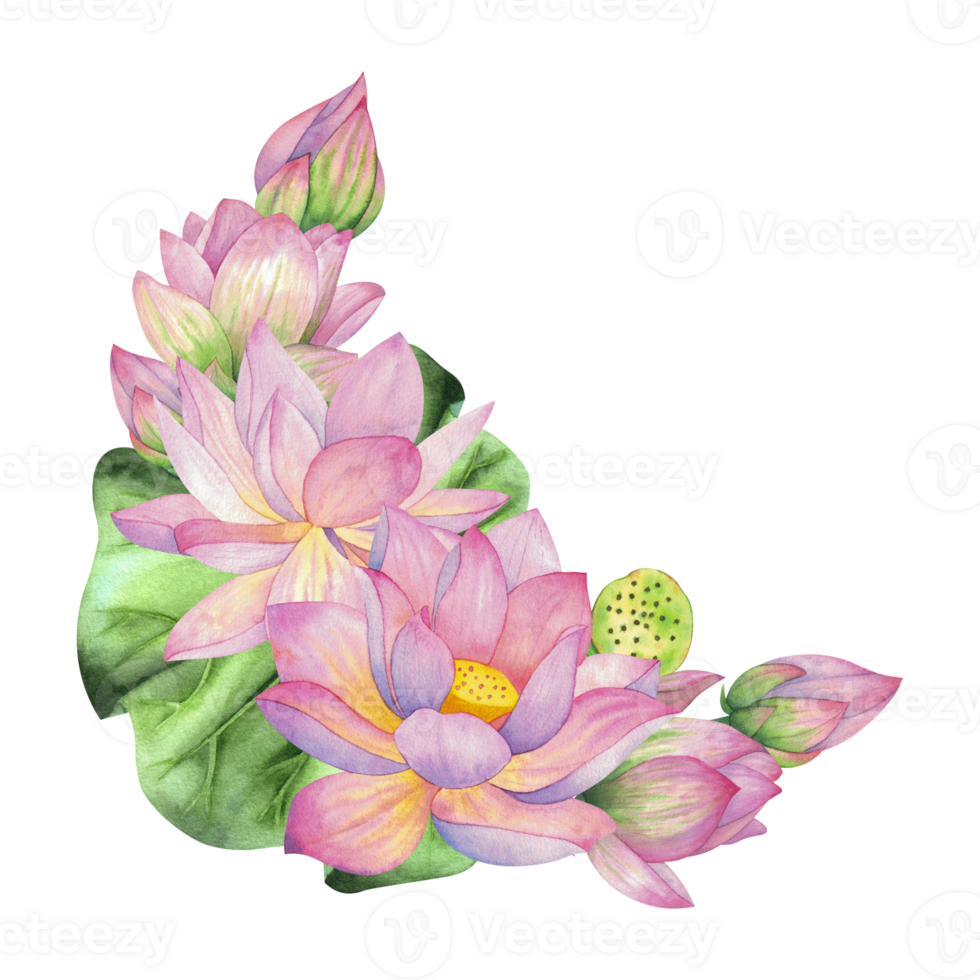 Pink lotuses, buds, flowers and leaves. Composition, Isolated on background. Watercolor illustration. Blank For design, decor and printing, typography and textiles png