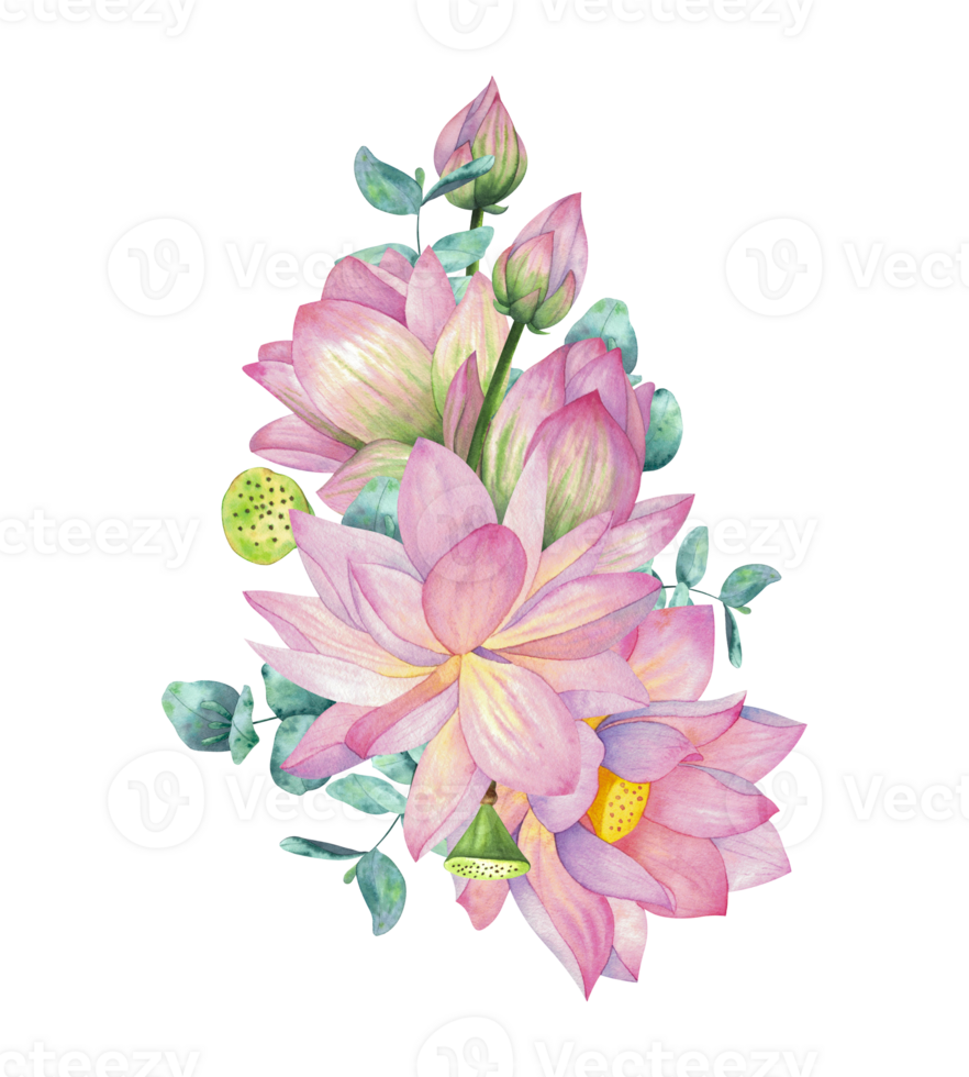 Pink lotus flower with bud and eucalyptus branches. Isolated on background Watercolor illustration. Composition For design, decor and printing, souvenirs and postcards, typography png