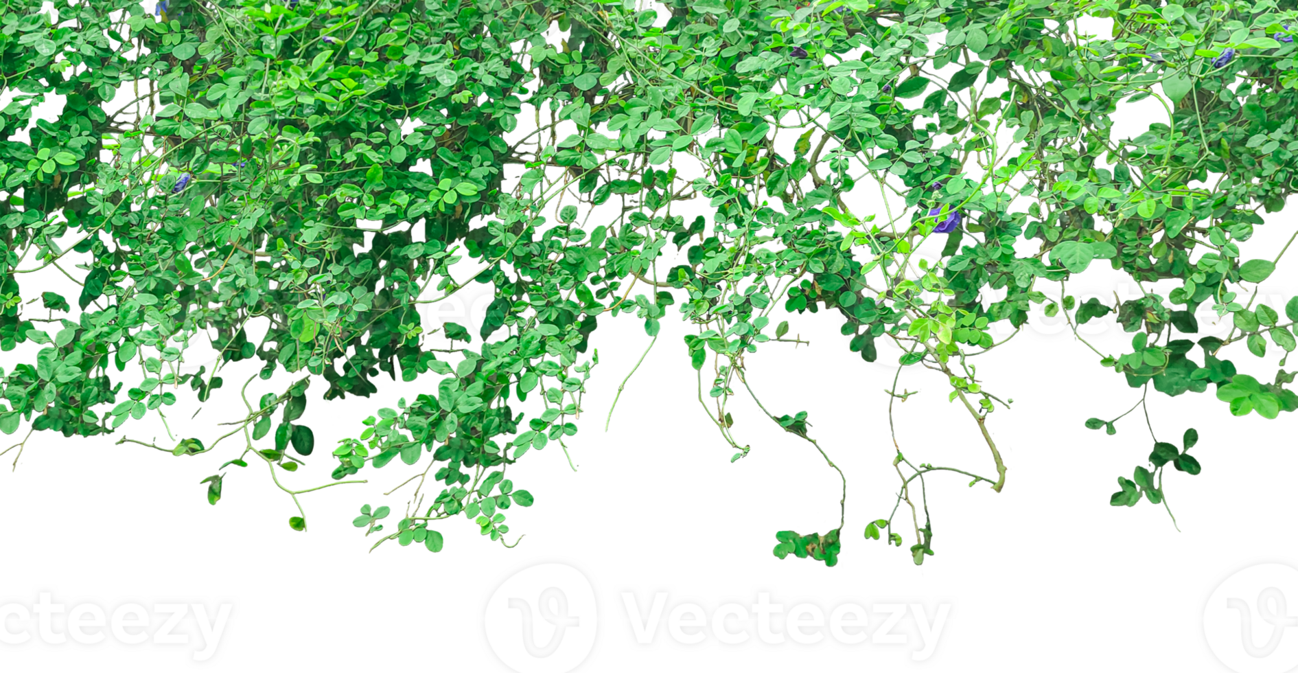 green ivy vines hanging from a tree, two trees with green leaves and flowers on them, green grass border, green grass border, the green trees are drawn with a green border png