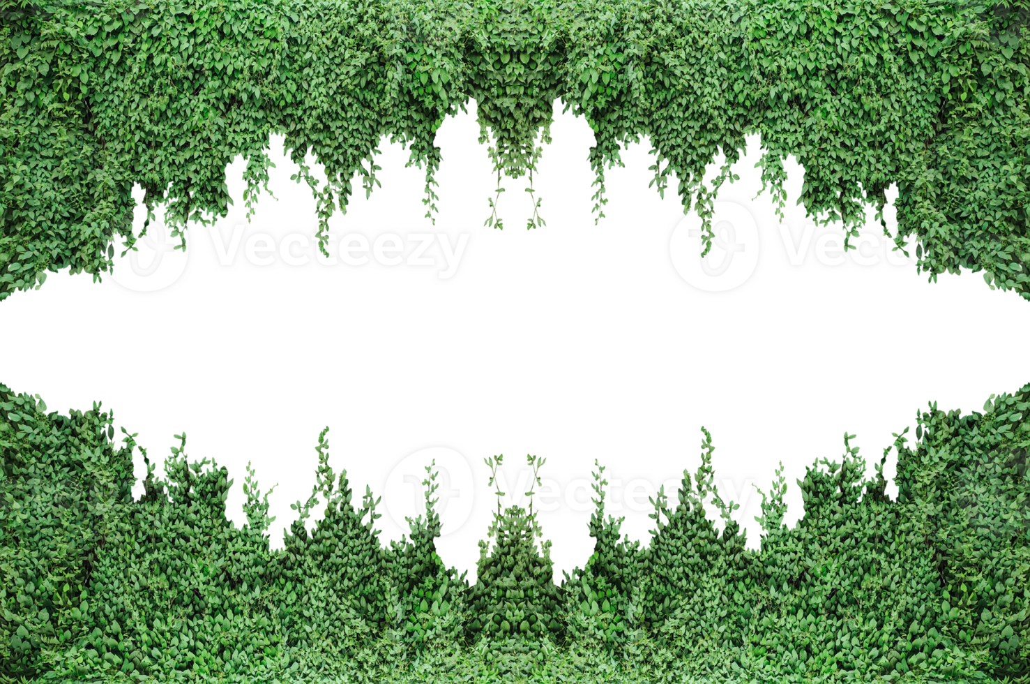 green grass border, green grass border, green ivy frame with white space for frame, the green trees are drawn with a white border png