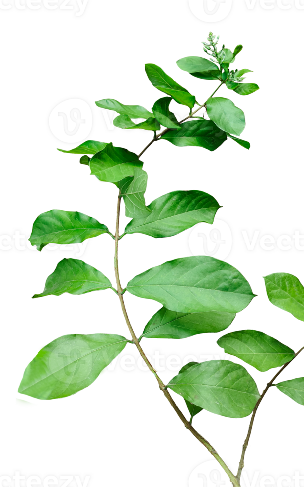 a plant with leaves on it, on a transparent background, a plant with pink flowers on a background, branch of a plant isolated with pink colour flowers, png