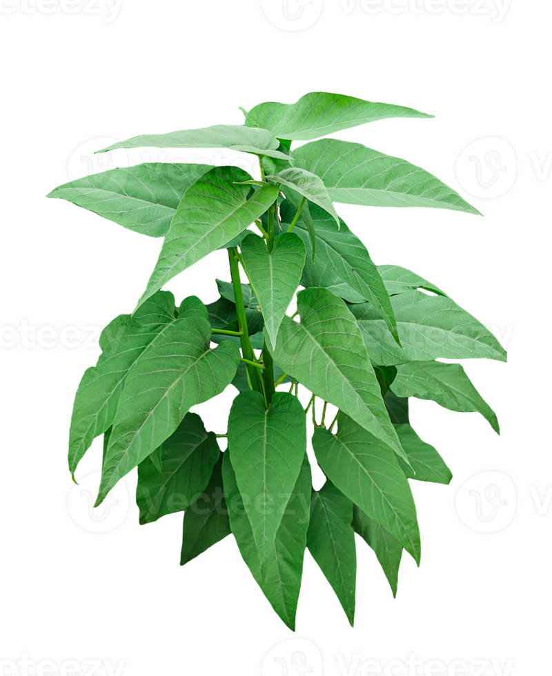 a plant with green leaves on a transparent background png