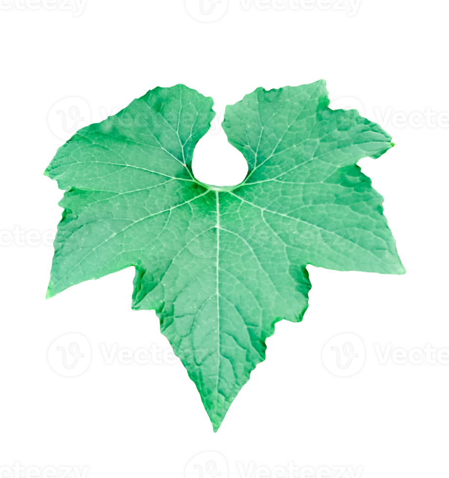 green pumpkin leaf isolated on , a gourd trees leaf close up photo png