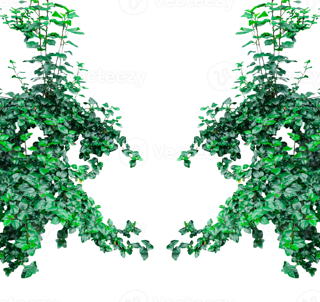 a green hibiscus flower plant frame on a transparent background, green tree branch mockup png