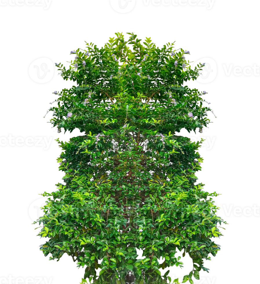 a tree with green leaves on , two trees with green leaves and flowers on them, green grass border, green grass border, green ivy frame with green space for frame png